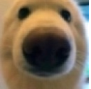 DogDoofus_ParadoxPaws Discord emoji