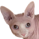 Grosscatpeeping Discord emoji