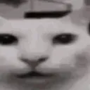 lightcat