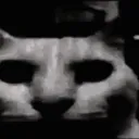darkcat