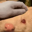 xapetstinky xapetstinky