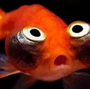 FishHUH