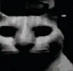 evilcat