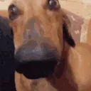 Phucked_dogwtf Phucked_dogwtf