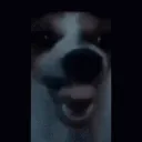 laughing_dog