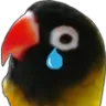 Birb_Cry