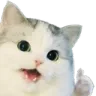 cat_nice