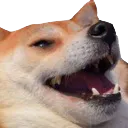 doghappy