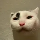 FunnyCat
