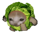 cabbagecatrun Discord Emoji