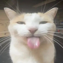 CatSillyBlehhh_ParadoxPaws Discord emoji