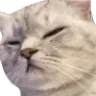 squintcat