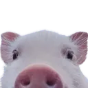hello
