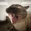 catrahhh