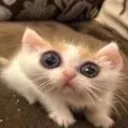 plznobully