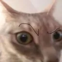 15eyebrow_cat Discord Emoji