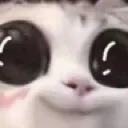 catAwww Discord Emoji