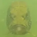 __
