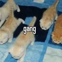 gang