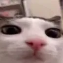 c_cat_stare