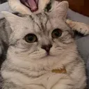 M_1chatfeicy