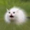 catscrem