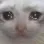 sadcat