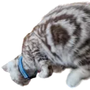 maxjumpL