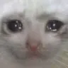 CatSad