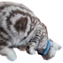 maxjumpR