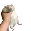 shakerat