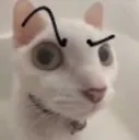 saywhat
