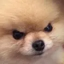 pup_angy