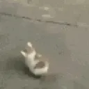 catbonk catbonk