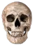realskull