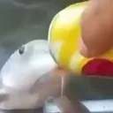 fishtom