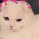 xx_kittymatch2 Discord emoji