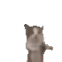 hapii hapii