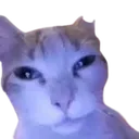 catstare