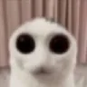 f_catstare2 f_catstare2