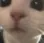 2re_cat_stare