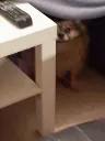 stare