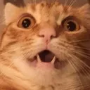 catshock8