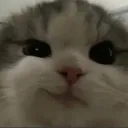 EP_kitty_smirk Discord Emoji