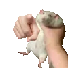 shakeratyou