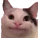 aliencat