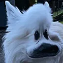 uglyrat
