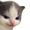 _KITTENsmug _KITTENsmug