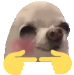 esogshy_shy