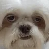 grumpy